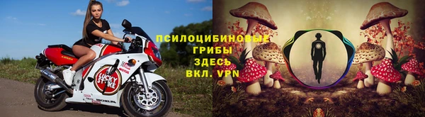 прущие грибы Аркадак